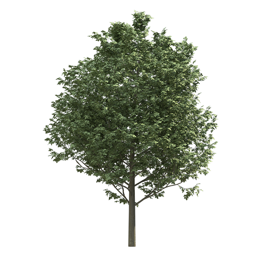 Fagus sylvatica - Beech